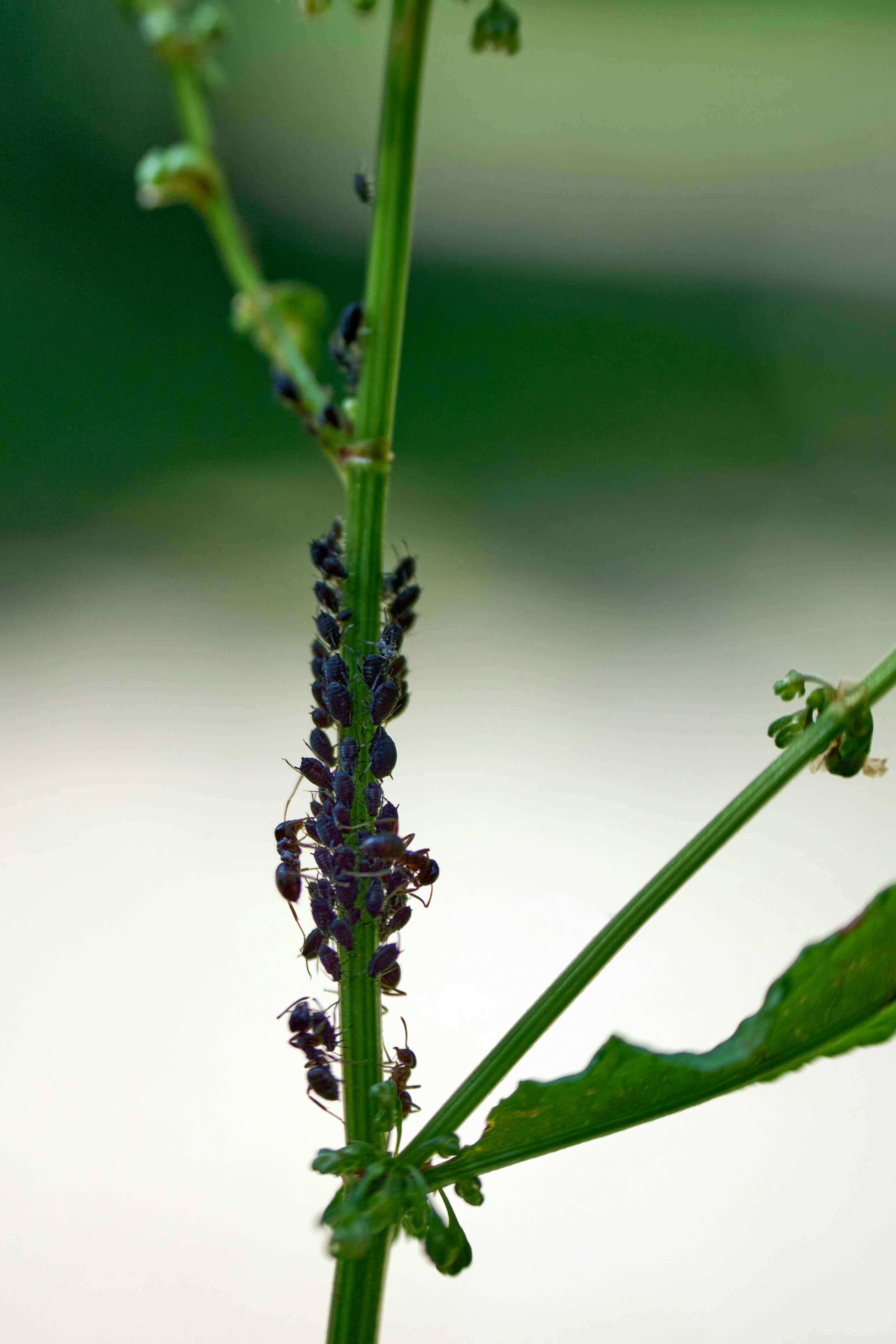 Evidencia de campo con Acneem